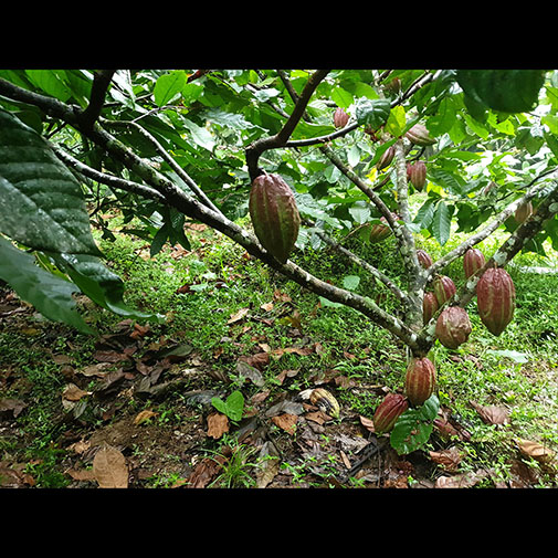 Immature Cocoa Sample 1