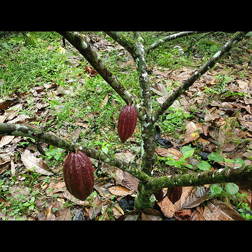 Immature Cocoa Sample 2