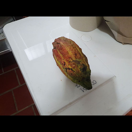 Mature Cocoa Sample 1