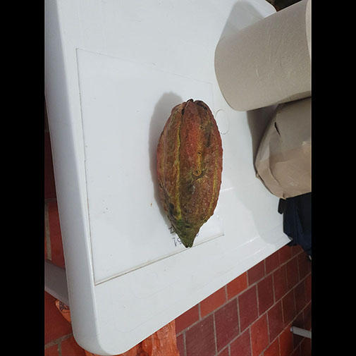 Mature Cocoa Sample 2