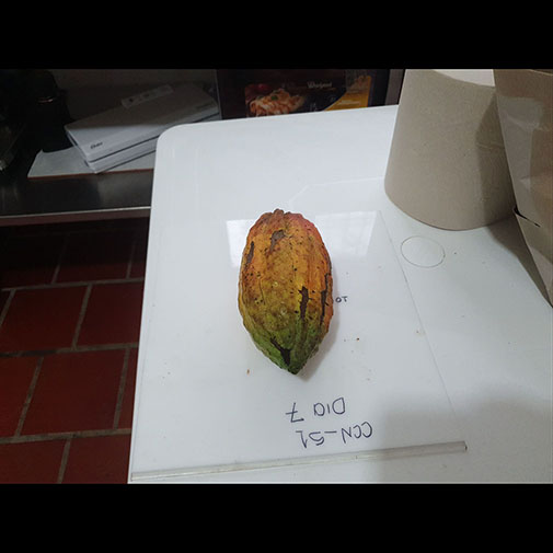 Overmature Cocoa Sample 2